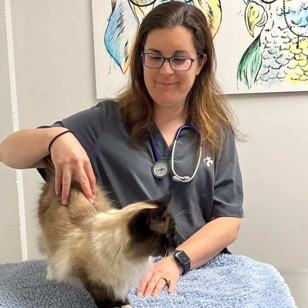 Emergency Vet Waikato After Hours Veterinary Hospital